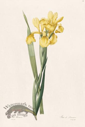 Les Liliacees Redoute 236